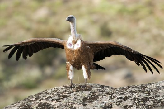 Griffon Vulture (Gyps fulvus) with open wings, flying scavenger birds