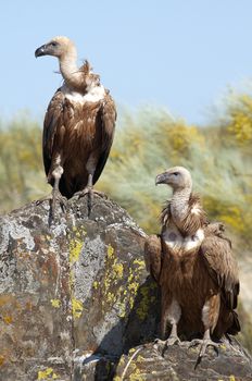 Griffon Vulture (Gyps fulvus) Group perched on rocks