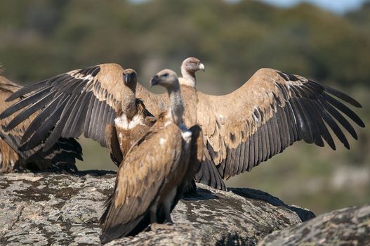 Griffon Vulture (Gyps fulvus) with open wings, flying scavenger birds