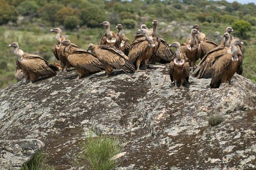 Griffon Vulture (Gyps fulvus) Group perched on rocks