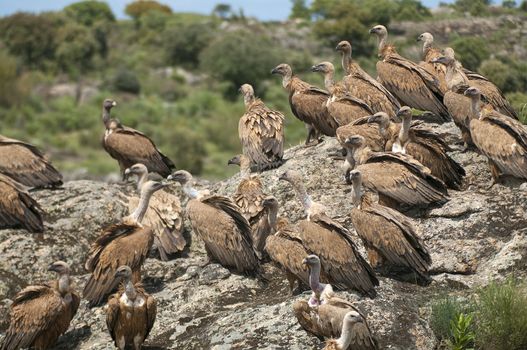 Griffon Vulture (Gyps fulvus) Group perched on rocks