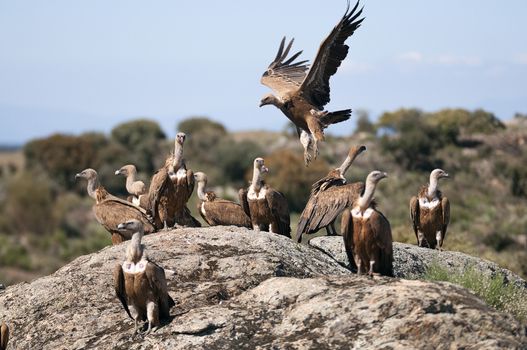 Griffon Vulture (Gyps fulvus) with open wings, flying scavenger birds