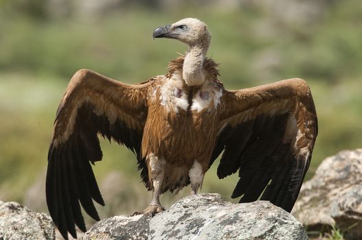 Griffon Vulture (Gyps fulvus) with open wings, flying scavenger birds