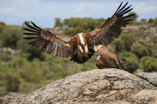 Griffon Vulture (Gyps fulvus) with open wings, flying scavenger birds