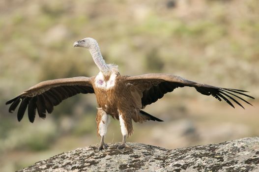 Griffon Vulture (Gyps fulvus) with open wings, flying scavenger birds