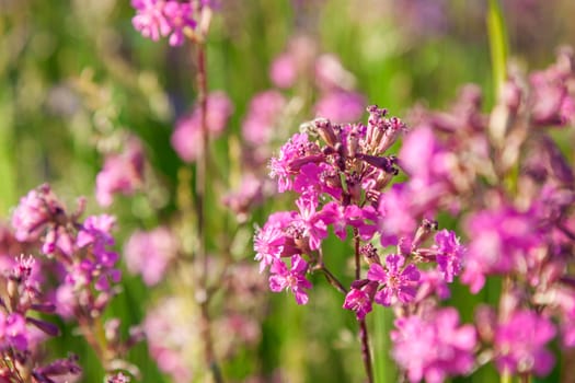 Silene viscaria, the sticky catchfly or clammy campion, is a flowering plant in the family Caryophyllaceae. contains a relatively high amount of brassinosteroids