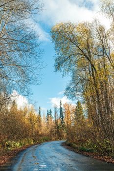 Autumn park. The asphalted road in the autumn yellow forest.