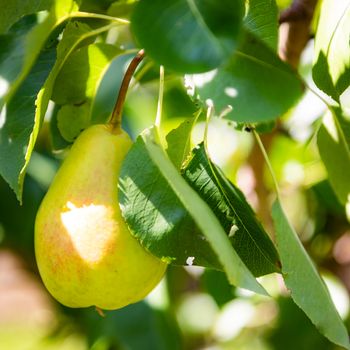 Big yellow pear hangs on a tree