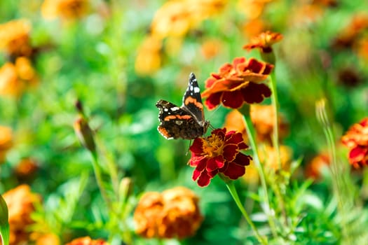 The beautiful butterfly flies among flowers marigold