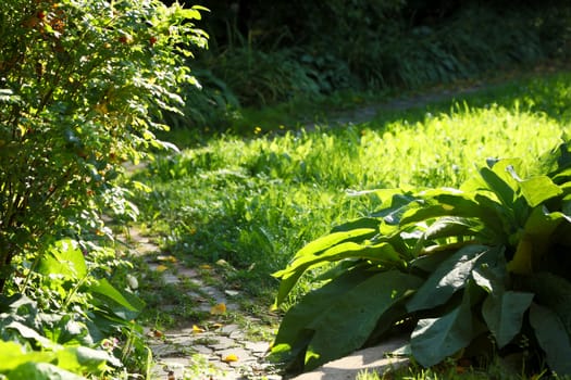 The park with green plants, trees and bushes.