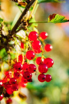 sprig of red currant with berries and green leaves