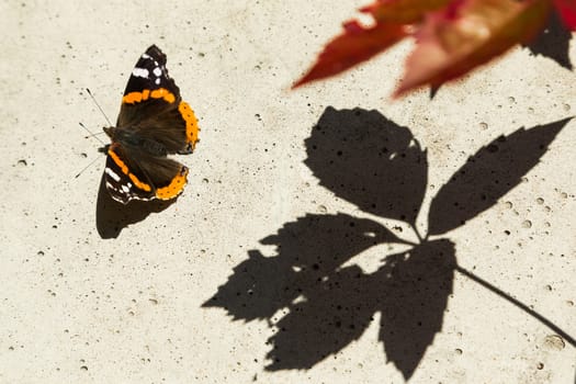 The butterfly flies about leaves which cast a shadow on concrete