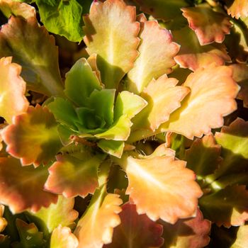 Plant a succulent with green and orange leaves a close up