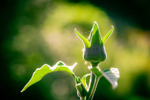 Green sprout of a flower. The closed bud with leaves a close up