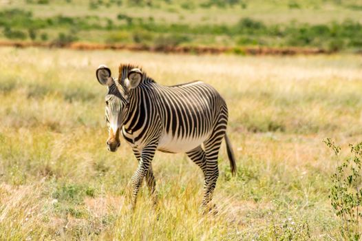 Isolated zebra walking in the savannah of Samburu Park in central Kenya