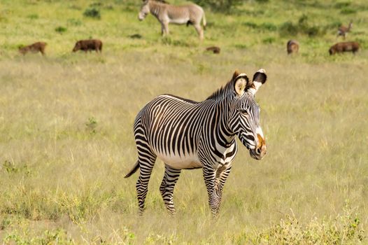Isolated zebra walking in the savannah of Samburu Park in central Kenya