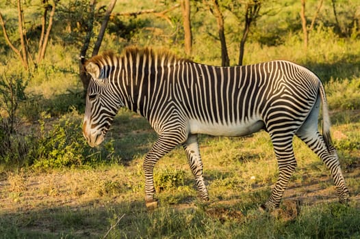 Isolated zebra walking in the savannah of Samburu Park in central Kenya