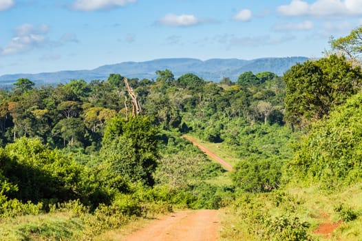 View of the forest and the mountains of Aberdare Park in central Kenya