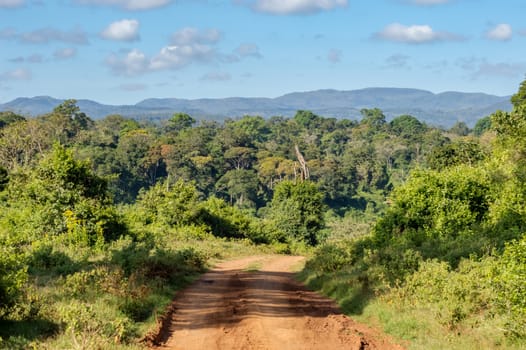 View of the forest and the mountains of Aberdare Park in central Kenya