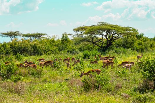 Herd of impalas grazing in the savannah grasslands of Samburu Park in central Kenya