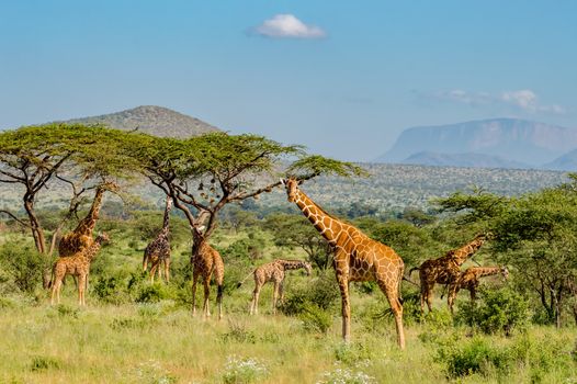 Flocks of giraffes in the savannah of Samburu Park in central Kenya