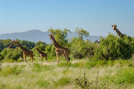 Flocks of giraffes in the savannah of Samburu Park in central Kenya