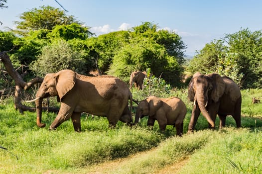 Herd elephants in the savannah of Samburu Park in central Kenya