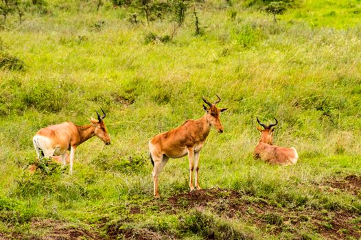 Three hirolas in the savannah of Nairobi park in Kenya in Africa