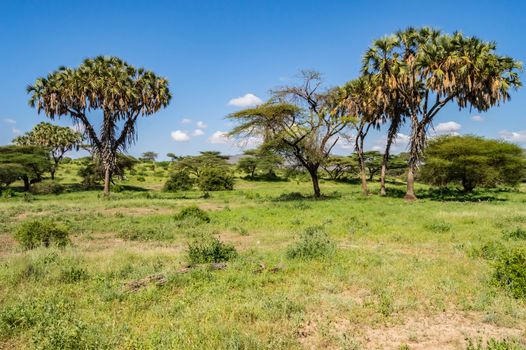 View of the trails and savannah of Samburu Park in central Kenya