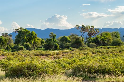 View of the trails and savannah of Samburu Park in central Kenya