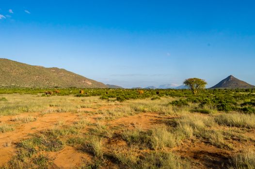 View of the savannah of Samburu Park in central Kenya with a flock of elephants in the background