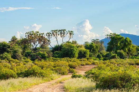 View of the trails and savannah of Samburu Park in central Kenya