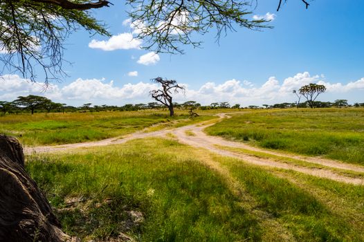 View of the trails and savannah of Samburu Park in central Kenya