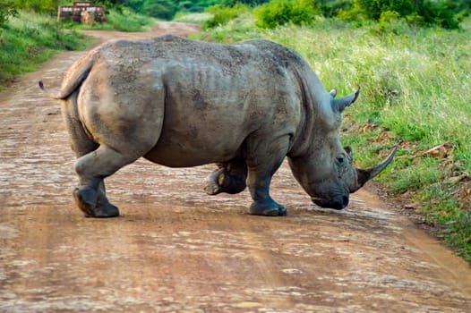 White Rhinoceros in the savannah of Nairobi Park in central Kenya