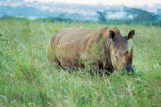 White Rhinoceros in the savannah of Nairobi Park in central Kenya