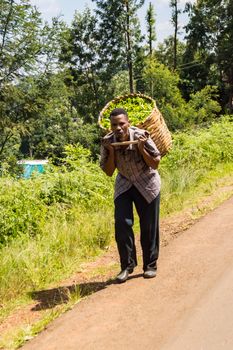 KENYA, THIKA - 03 janvier 2019 :Picking tea leaves bringing her crop back into a wicker basket on a road in central Kenya in Africa