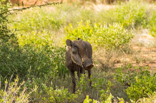 Warthog in the savannah of Samburu Park in central Kenya