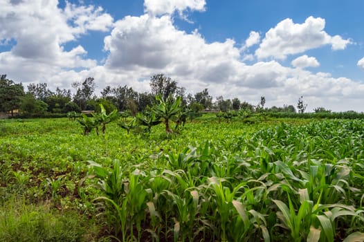 Maize and banana field in the countryside near Thika town in central Kenya