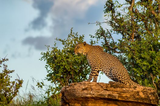 A leopard bathing on a rock in Samburu Park in central Kenya