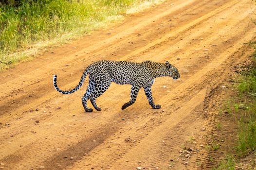 A leopard crossing the trail in Samburu Park in central Kenya