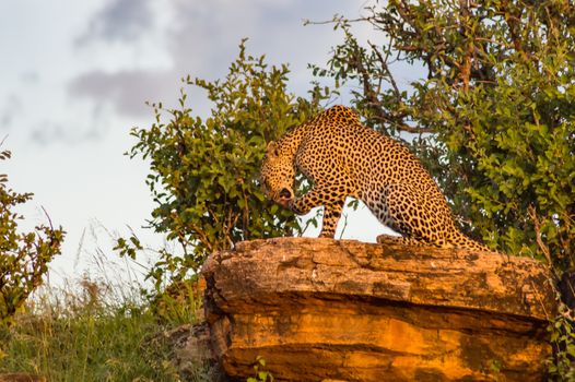 A leopard bathing on a rock in Samburu Park in central Kenya