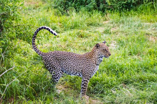 A leopard walking in the forest in Samburu Park in central Kenya