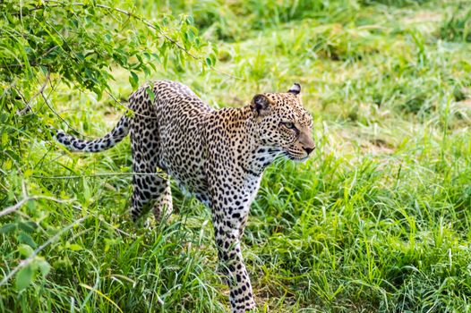 A leopard walking in the forest in Samburu Park in central Kenya