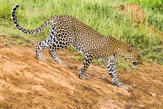 A leopard walking in the forest in Samburu Park in central Kenya