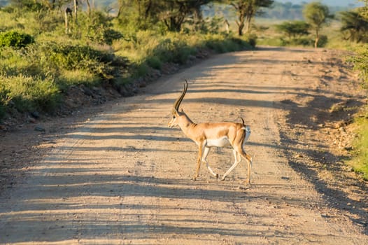 Male Impala crossing the trail in Samburu Park in central Kenya