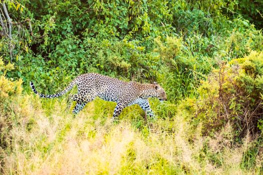 A leopard walking in the forest in Samburu Park in central Kenya