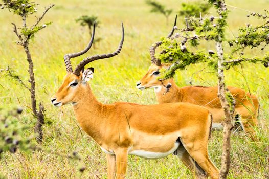 Two male impalas in Nairobi park Kenya Kenya Africa