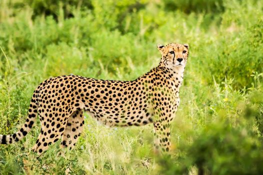 Cheetah walking in the savannah of Samburu Park in central Kenya