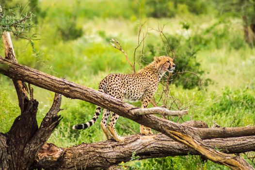 Cheetah perched on a dead tree in Samburu Park in central Kenya