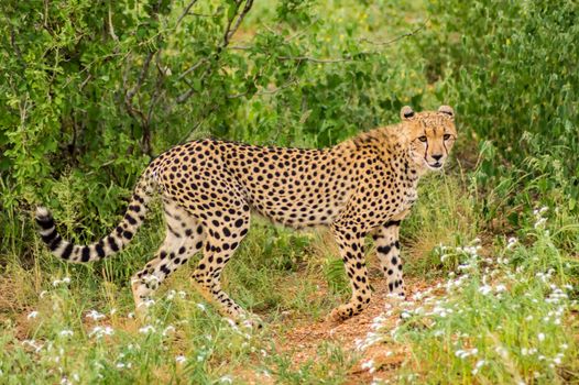 Cheetah walking in the savannah of Samburu Park in central Kenya